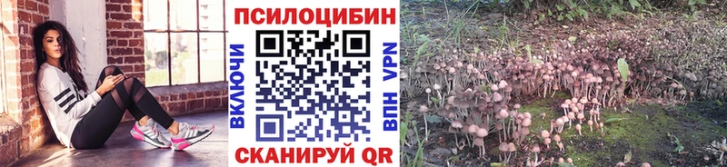 что такое   Шлиссельбург  Галлюциногенные грибы Magic Shrooms 